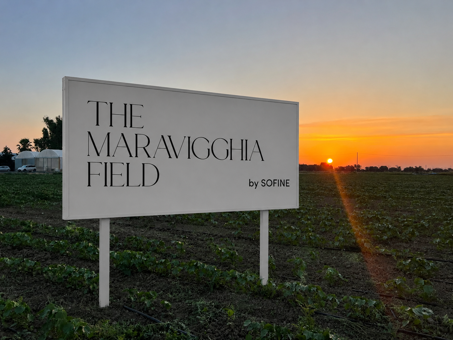 Cartello bianco con la scritta 'The Maravigghia Field by SOFINE' installato nel campo di cotone SOFINE al tramonto, con il sole basso all'orizzonte.